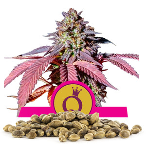 Purple Queen Sementes por Atacado