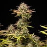 Apple Fritter Auto