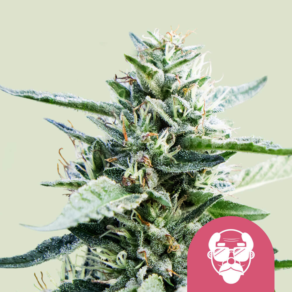 Compre sementes feminizada Northern Lights - Royal Queen Seeds