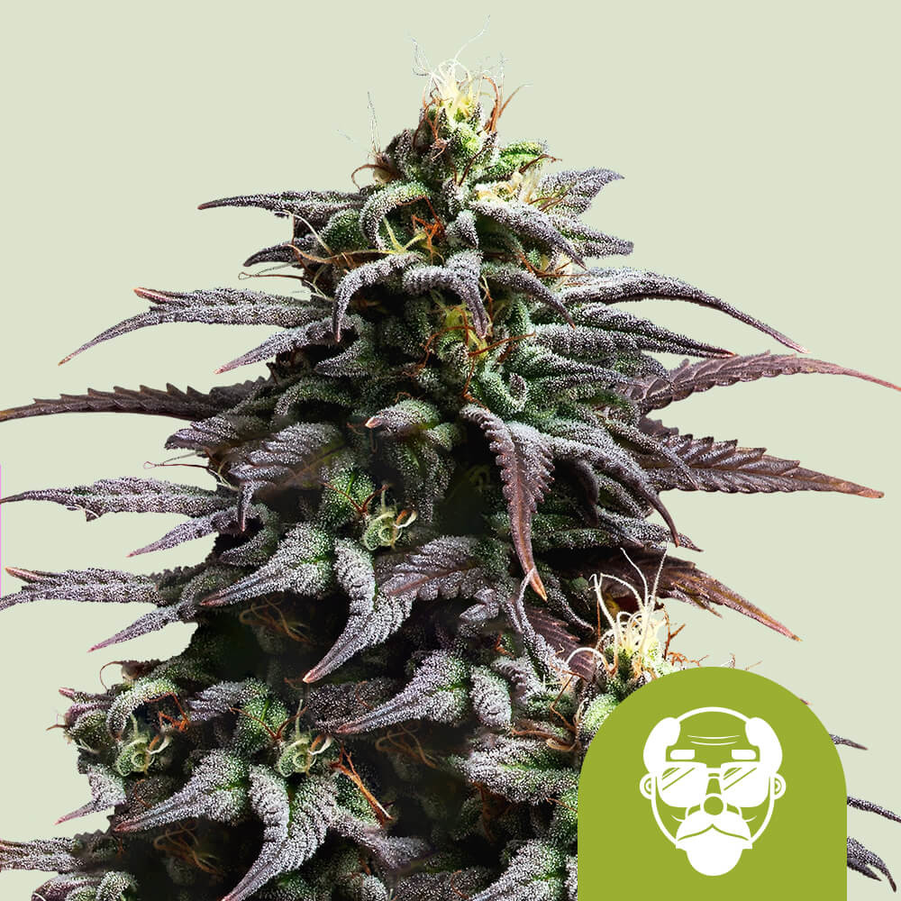 Adquira sementes de canábis Granddaddy Purple Auto - Royal Queen Seeds