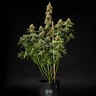Pink Runtz Auto