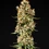 Pink Runtz Auto