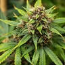 Pink Runtz Auto