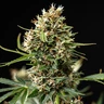 Pink Runtz Auto