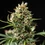 Pink Runtz Auto