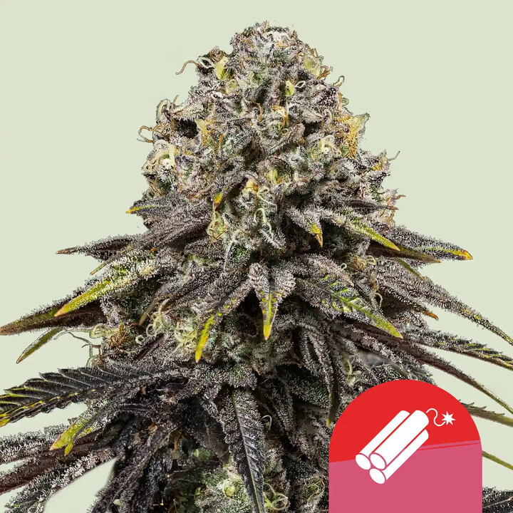 Compre sementes de canábis feminizada Dynamite Diesel - Royal