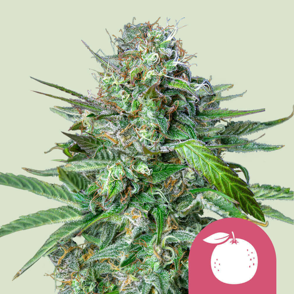 WEEDページ　Tangie 300ml Compre sementes de canábis feminizada Tangie - Royal Queen Seeds