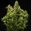 Tropicana Cookies Purple Auto