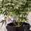Etiquetas Eco para plantas 5 unid