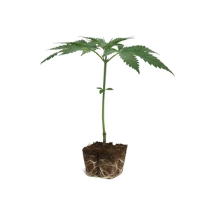 Clones de Tangie