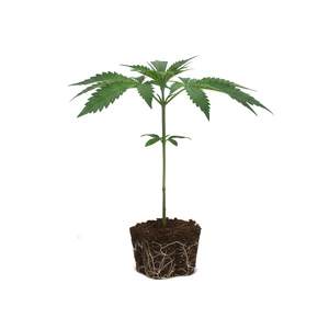 Wedding Cake Clone