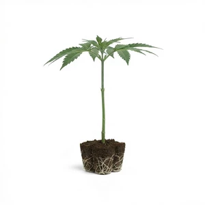 Clones Sticky Queen