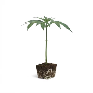 Clones de Triple G