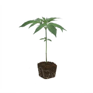 Clones de Larry OG