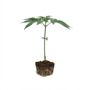 Clones Royal Runtz
