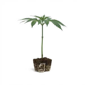 Clones de OG Kush