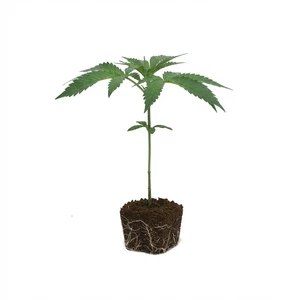 Clone Purple Punch