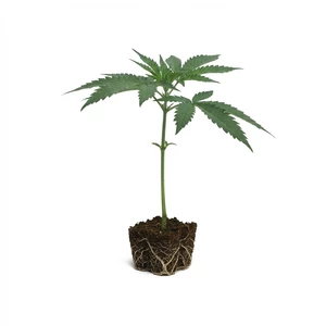 Clones Apple Fritter