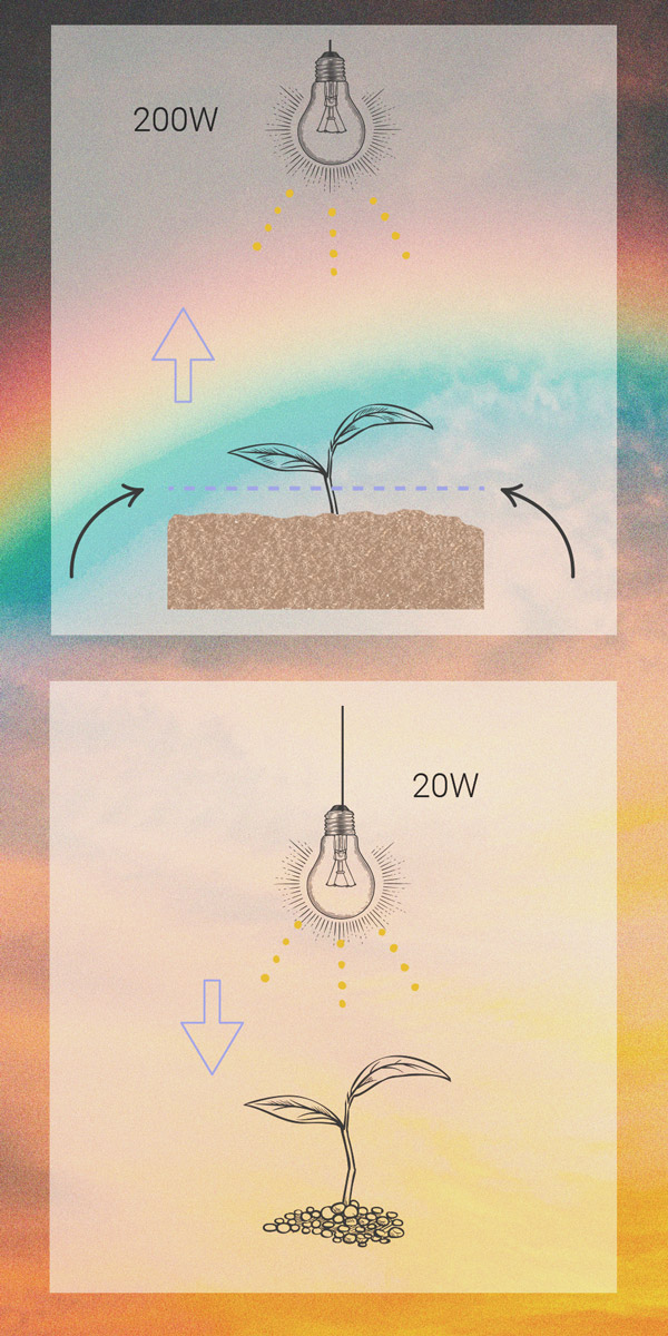 How to Prevent and Fix Stretching in Cannabis Seedlings