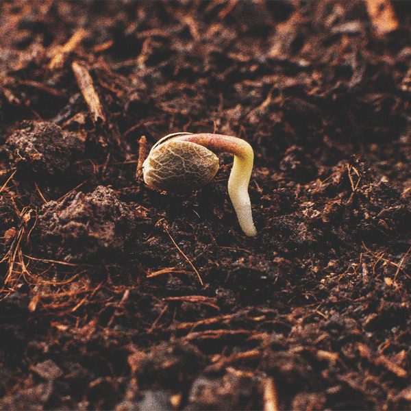 O Cronograma De Cultivo Da Cannabis