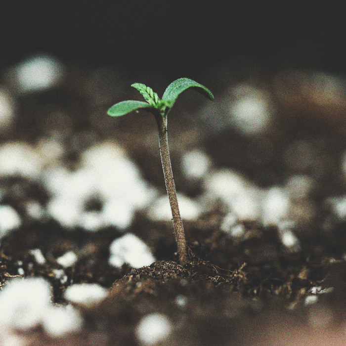 O Cronograma De Cultivo Da Cannabis