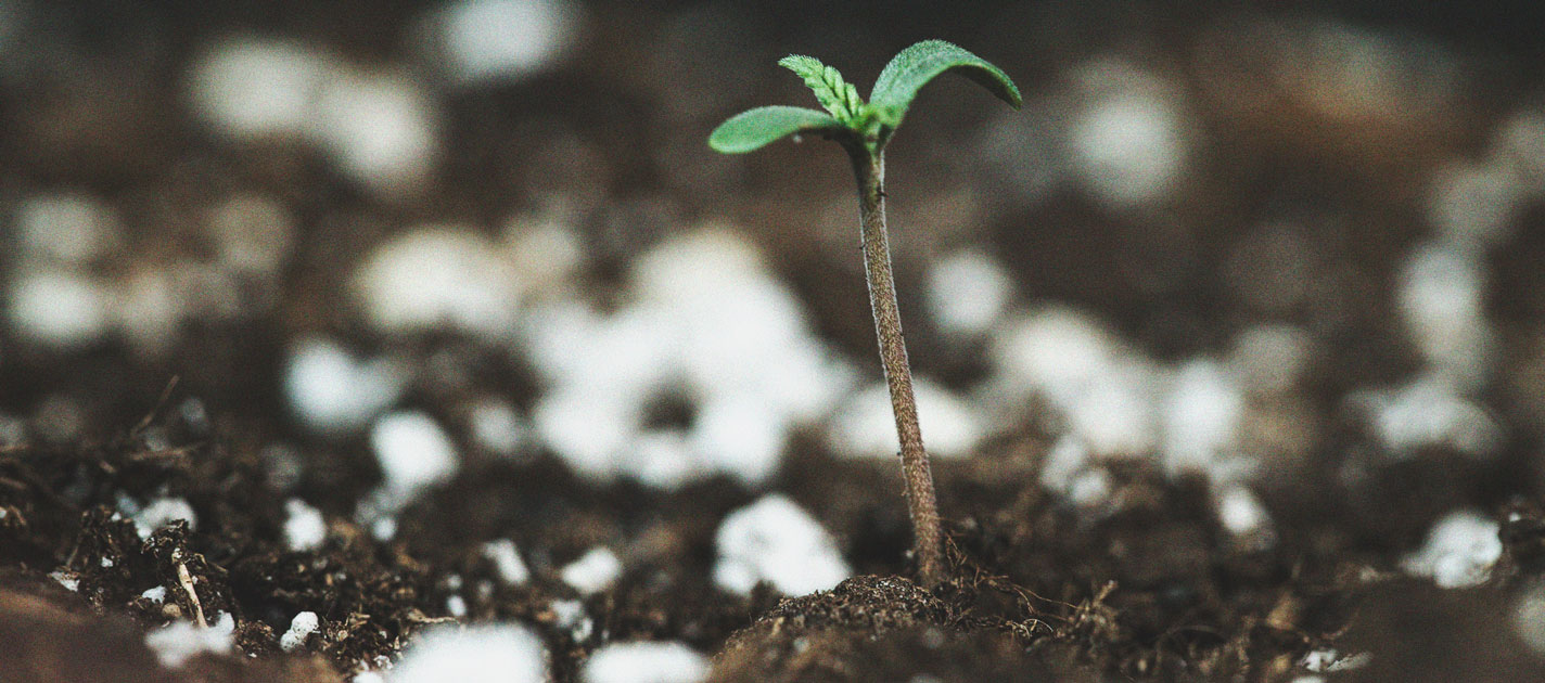 O Cronograma De Cultivo Da Cannabis