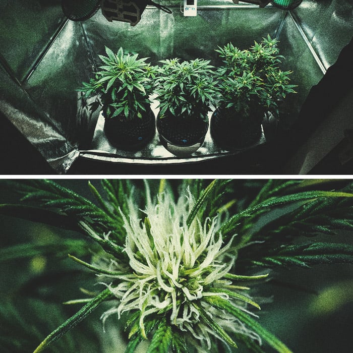 Relatório de Cultivo da Purple Punch Automatic