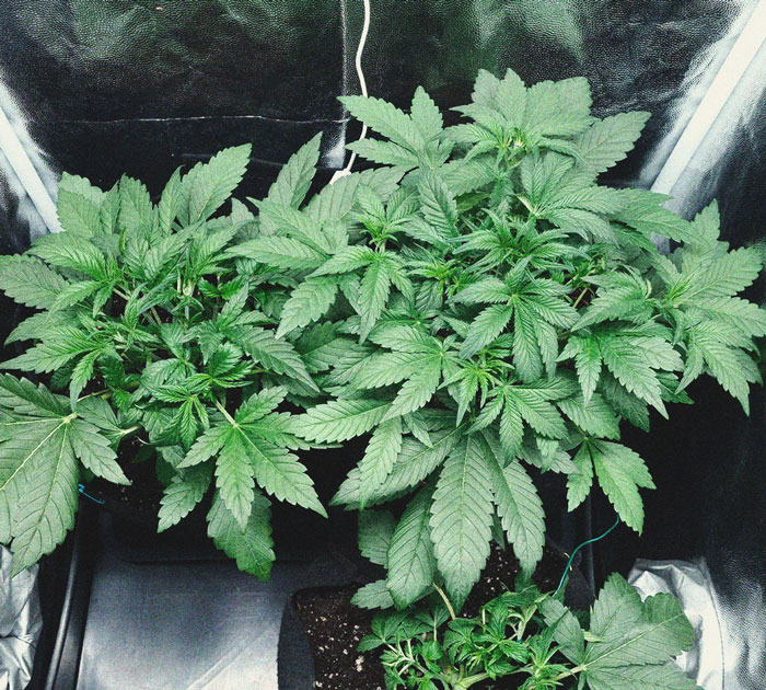 Purple Queen Automatic Grow Report