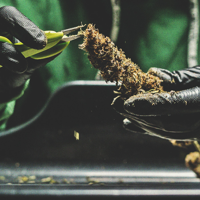 O Cronograma De Cultivo Da Cannabis