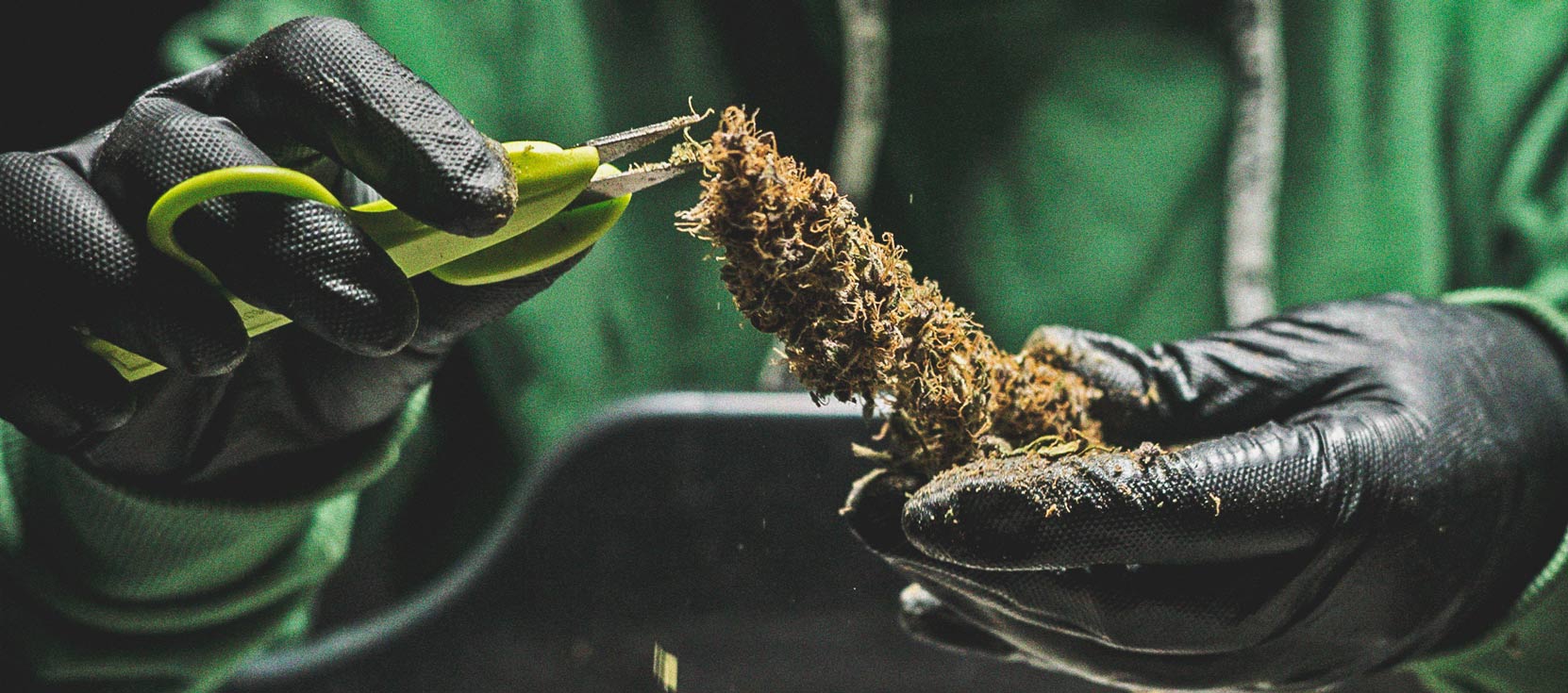 O Cronograma De Cultivo Da Cannabis