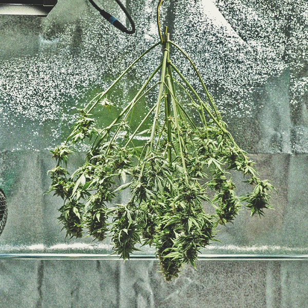 O Cronograma De Cultivo Da Cannabis