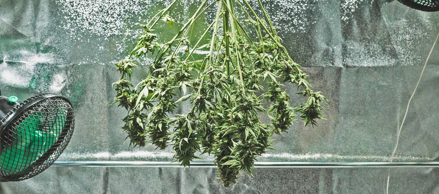 O Cronograma De Cultivo Da Cannabis