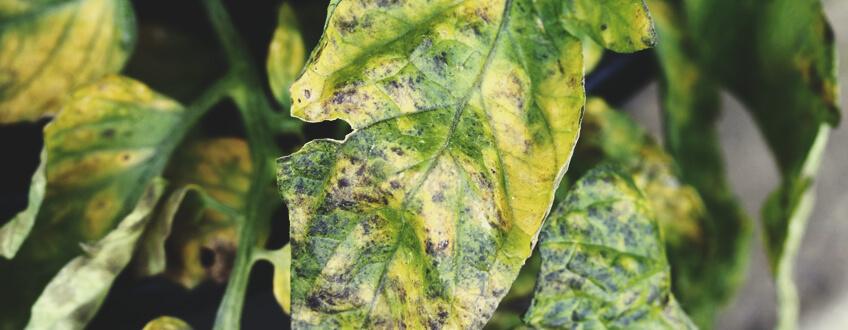 SEPTORIOSE SEPTORIOSE