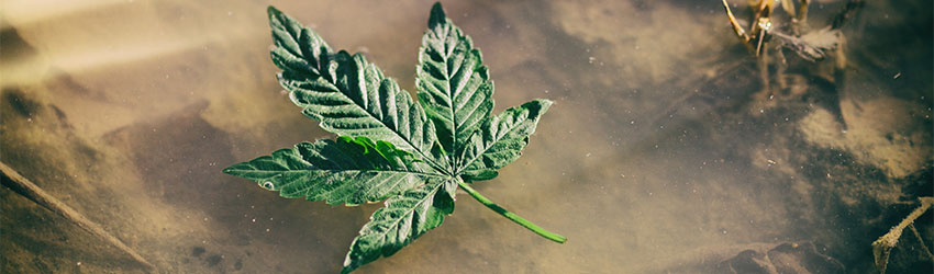 Cannabis Light Cycle