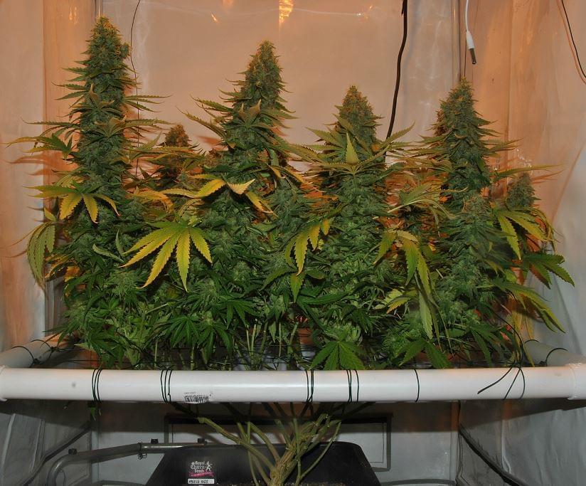 Amnésia Haze planta de maconha pronta para colheita