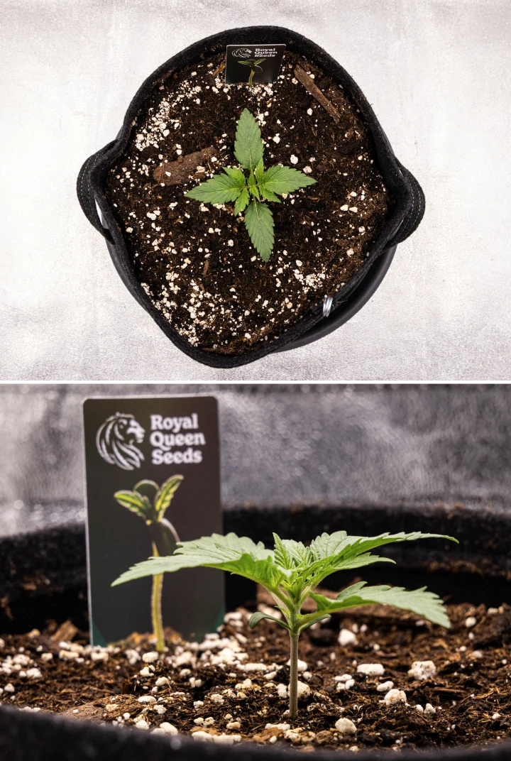 Grow report Atlas F1: semana 1, fase de plântula Plântula de canábis Atlas F1 a crescer num vaso de tecido durante a semana 1 do grow report, mostrando o desenvolvimento inicial das folhas, solo saudável, perlite e uma etiqueta Royal Queen Seeds.