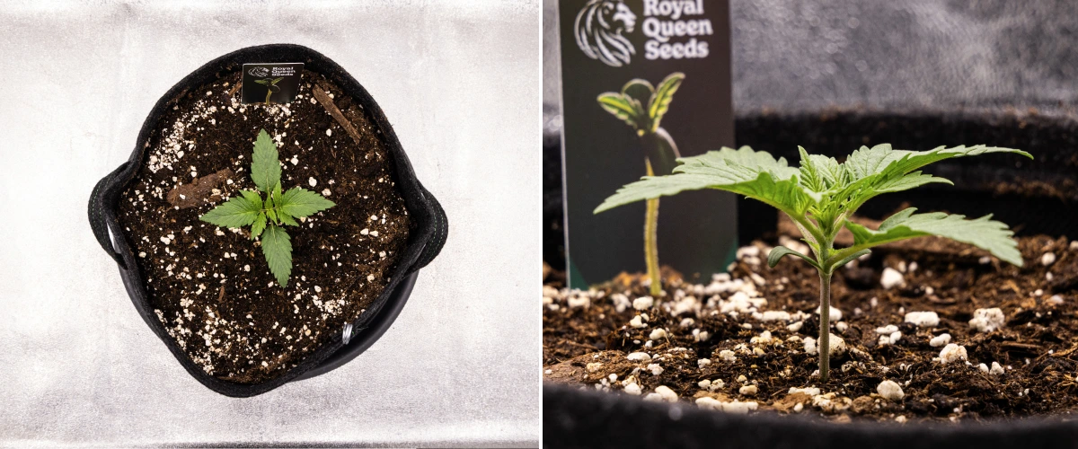 Grow report Atlas F1: semana 1, fase de plântula Plântula de canábis Atlas F1 a crescer num vaso de tecido durante a semana 1 do grow report, mostrando o desenvolvimento inicial das folhas, solo saudável, perlite e uma etiqueta Royal Queen Seeds.
