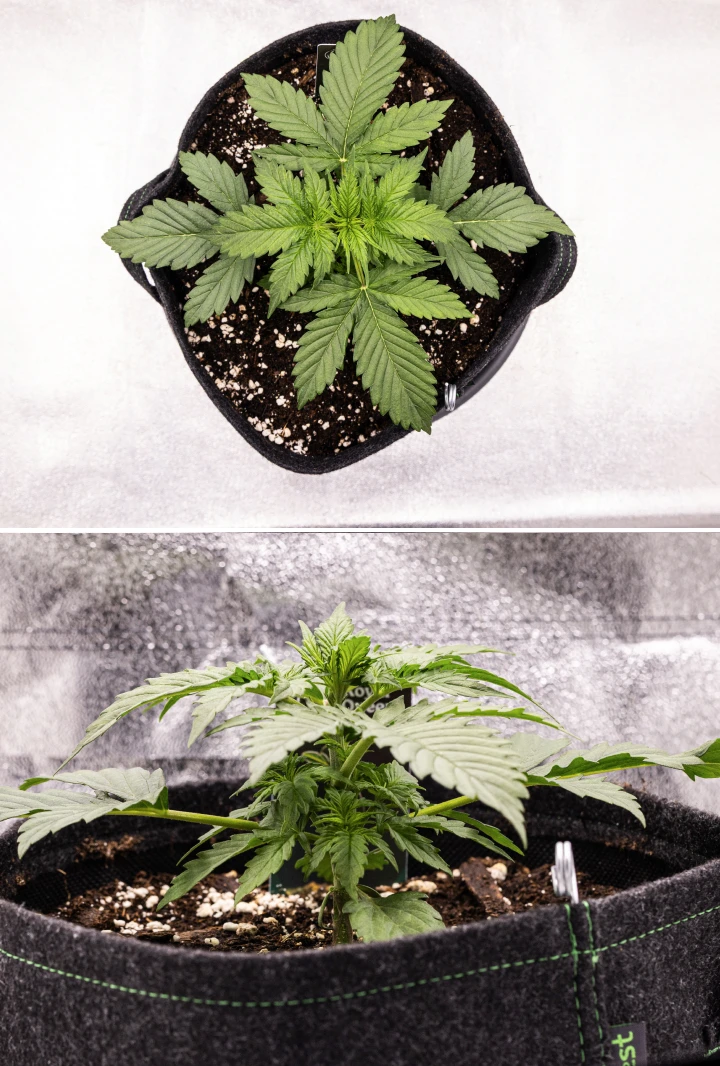 Grow report Atlas F1: semana 2, crescimento vegetativo Planta de canábis Atlas F1 a crescer num vaso de tecido durante a semana 2 do grow report, mostrando crescimento vegetativo saudável, folhas verdes largas, solo com perlite e uma estrutura compacta.