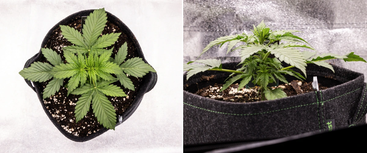 Grow report Atlas F1: semana 2, crescimento vegetativo Planta de canábis Atlas F1 a crescer num vaso de tecido durante a semana 2 do grow report, mostrando crescimento vegetativo saudável, folhas verdes largas, solo com perlite e uma estrutura compacta.