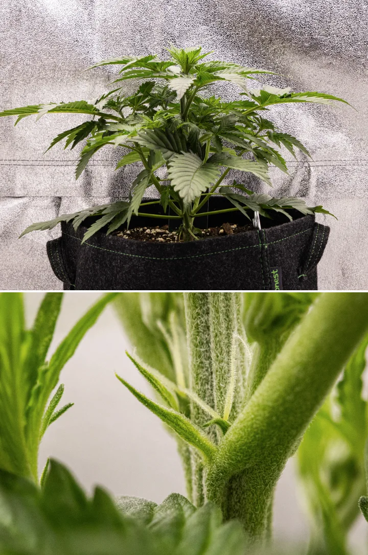Grow report Atlas F1: semana 3, início da floração Planta de canábis Atlas F1 a crescer num vaso de tecido durante a semana 3 do grow report, mostrando crescimento compacto, primeiros sinais de floração, pistilos brancos e folhagem verde saudável.
