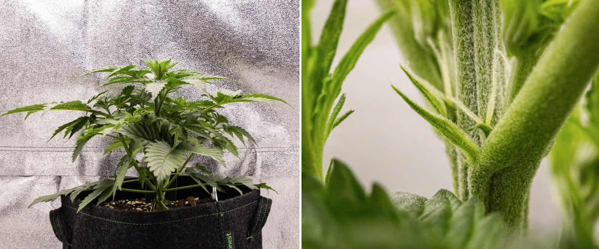 Grow report Atlas F1: semana 3, início da floração Planta de canábis Atlas F1 a crescer num vaso de tecido durante a semana 3 do grow report, mostrando crescimento compacto, primeiros sinais de floração, pistilos brancos e folhagem verde saudável.