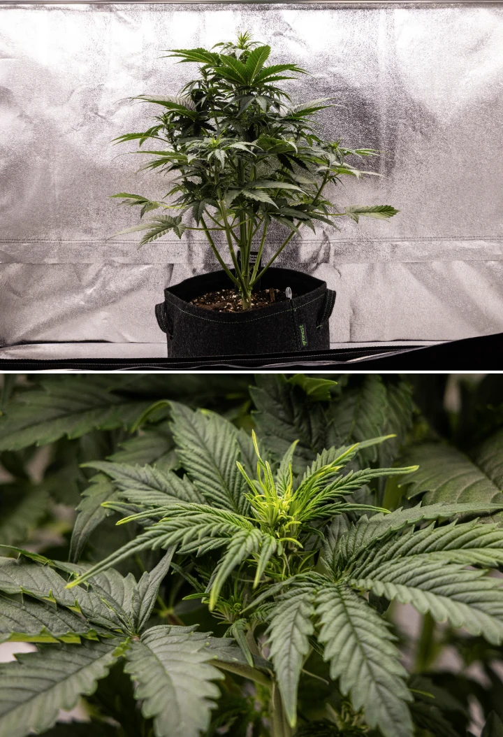 Grow report Atlas F1: semana 4, stretch de floração Planta de canábis Atlas F1 a crescer num vaso de tecido durante a semana 4 do grow report, mostrando forte crescimento vertical, formação inicial de flores, folhas verdes saudáveis e locais de floração visíveis.