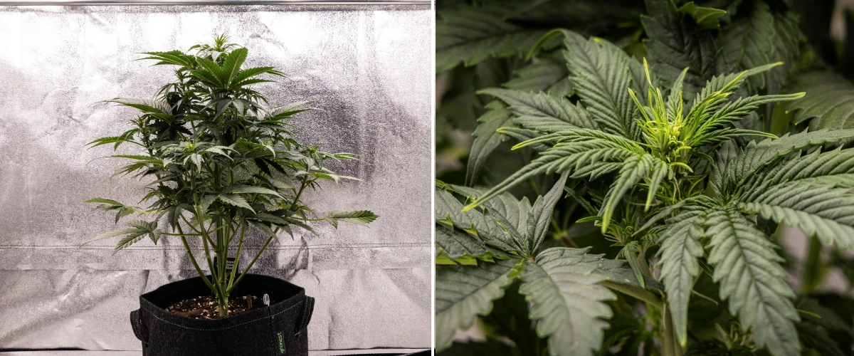 Grow report Atlas F1: semana 4, stretch de floração Planta de canábis Atlas F1 a crescer num vaso de tecido durante a semana 4 do grow report, mostrando forte crescimento vertical, formação inicial de flores, folhas verdes saudáveis e locais de floração visíveis.