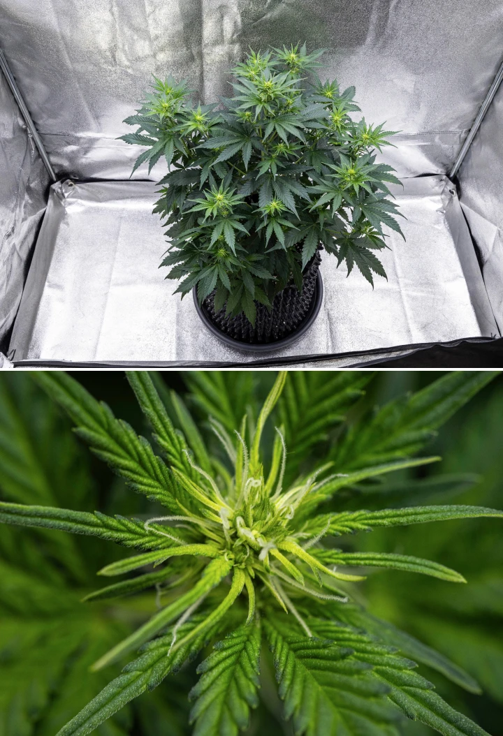 Grow report Atlas F1: semana 5, desenvolvimento das flores Planta de canábis Atlas F1 a crescer num vaso de tecido durante a semana 5 do grow report, mostrando vários locais de floração, flores em desenvolvimento, pistilos brancos e folhagem verde saudável.
