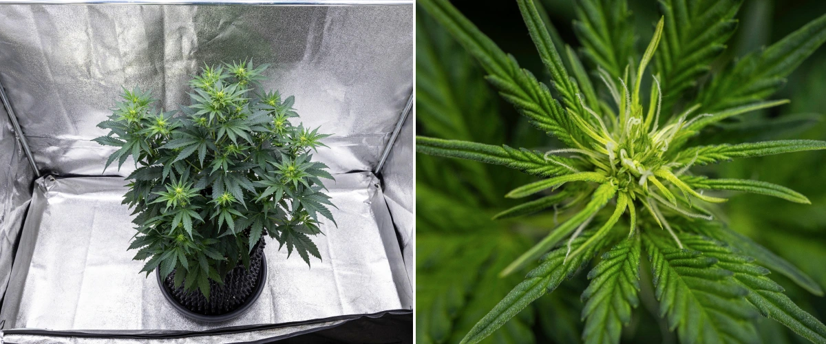 Grow report Atlas F1: semana 5, desenvolvimento das flores Planta de canábis Atlas F1 a crescer num vaso de tecido durante a semana 5 do grow report, mostrando vários locais de floração, flores em desenvolvimento, pistilos brancos e folhagem verde saudável.