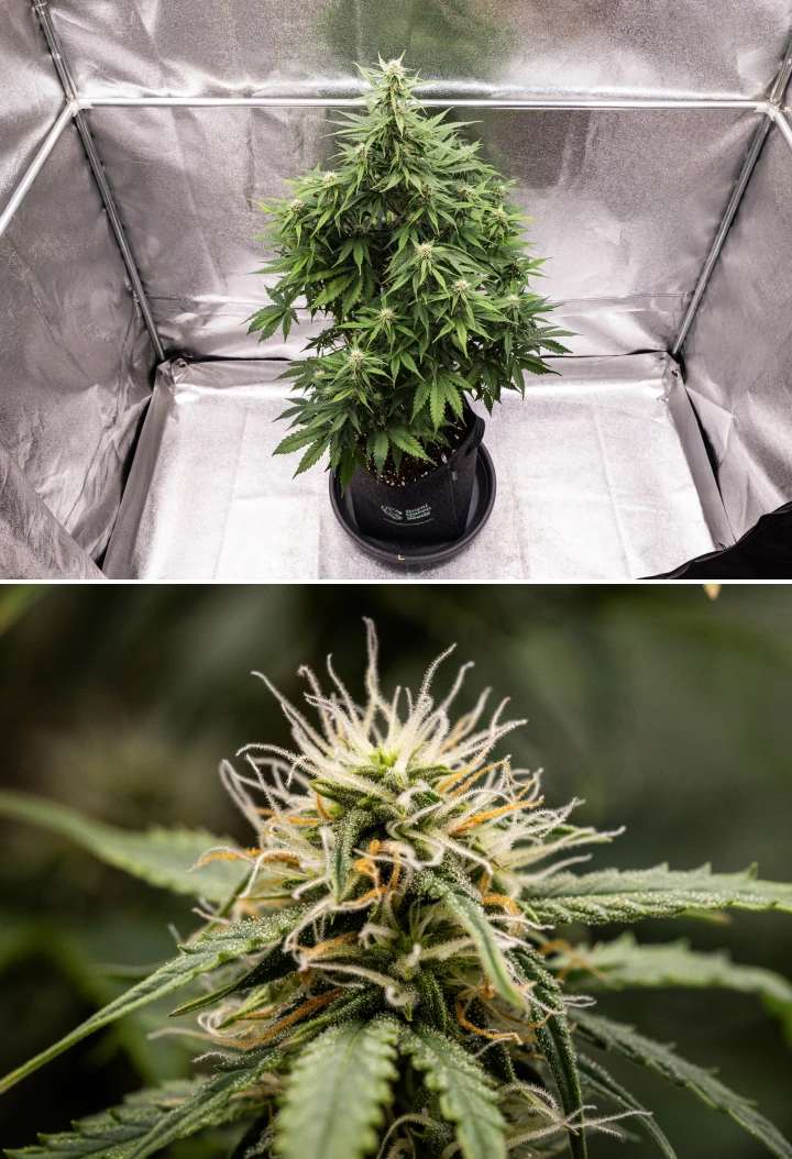 Grow report Atlas F1: semana 6, flores resinosas Planta de canábis Atlas F1 a crescer num vaso de tecido durante a semana 6 do grow report, mostrando desenvolvimento denso das flores, pistilos brancos e laranja, tricomas resinosos e crescimento saudável na floração.