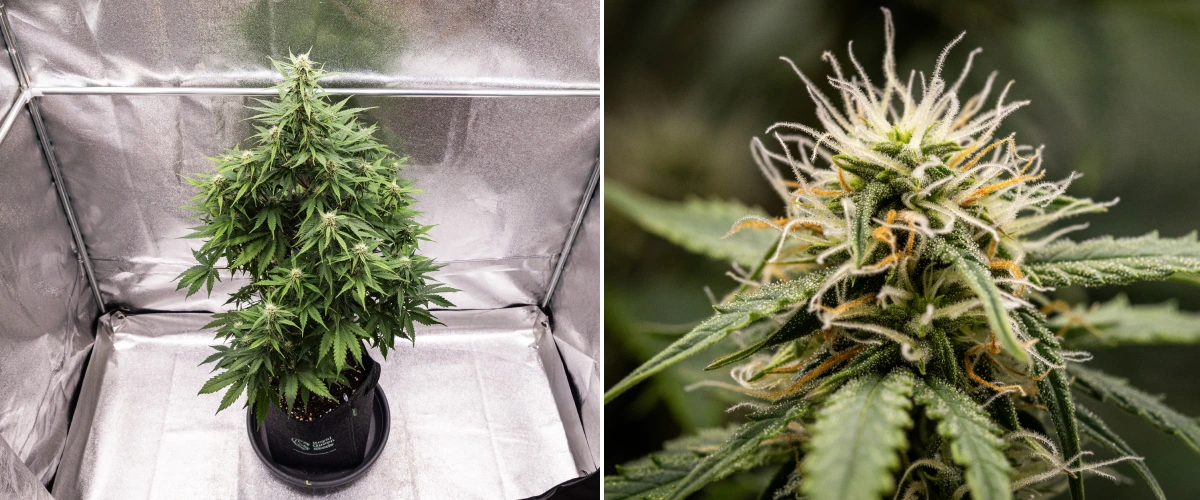 Grow report Atlas F1: semana 6, flores resinosas Planta de canábis Atlas F1 a crescer num vaso de tecido durante a semana 6 do grow report, mostrando desenvolvimento denso das flores, pistilos brancos e laranja, tricomas resinosos e crescimento saudável na floração.