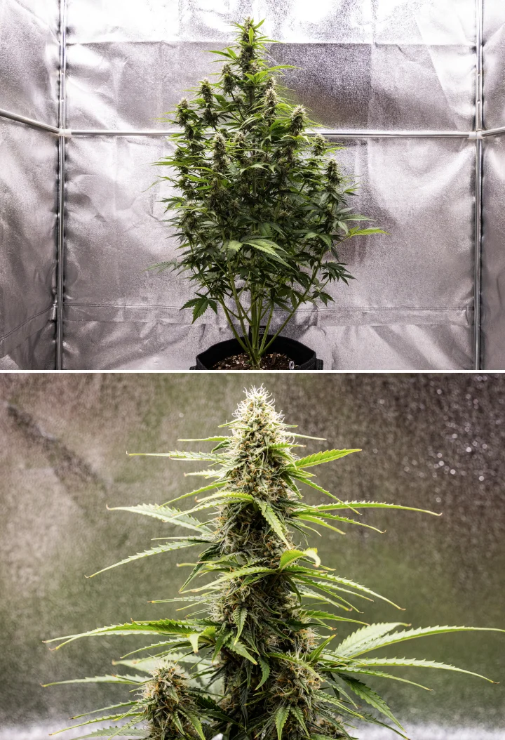 Grow report Atlas F1: semana 7, flores maduras Planta de canábis Atlas F1 a crescer num vaso de tecido durante a semana 7 do grow report, mostrando desenvolvimento de flores maduras, flores resinosas, pistilos laranja e uma cola central alta.