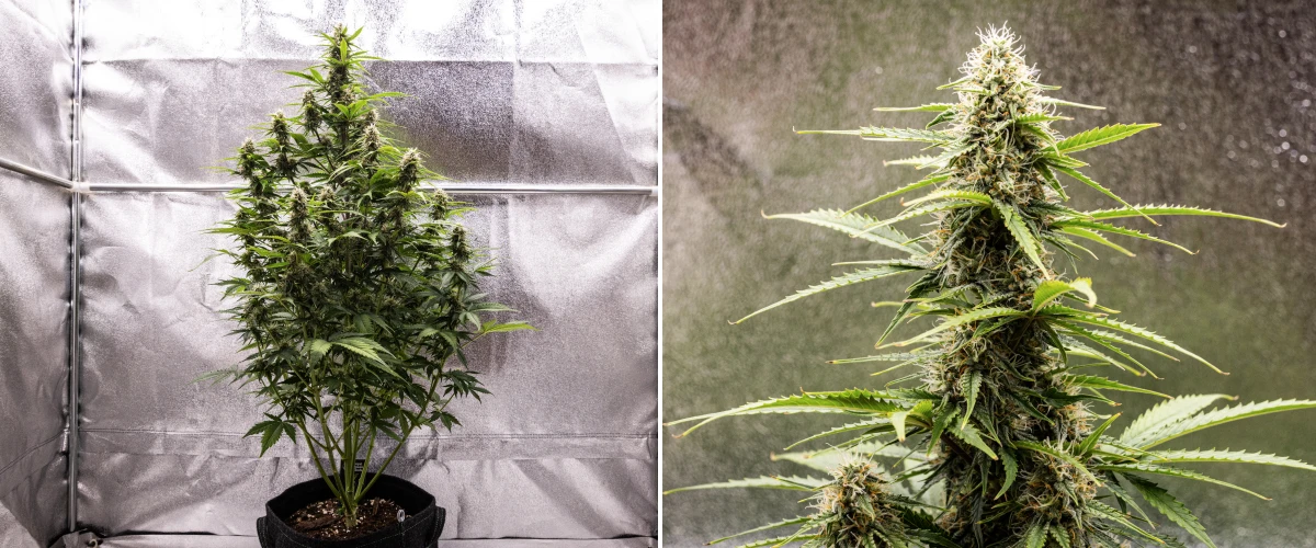 Grow report Atlas F1: semana 7, flores maduras Planta de canábis Atlas F1 a crescer num vaso de tecido durante a semana 7 do grow report, mostrando desenvolvimento de flores maduras, flores resinosas, pistilos laranja e uma cola central alta.