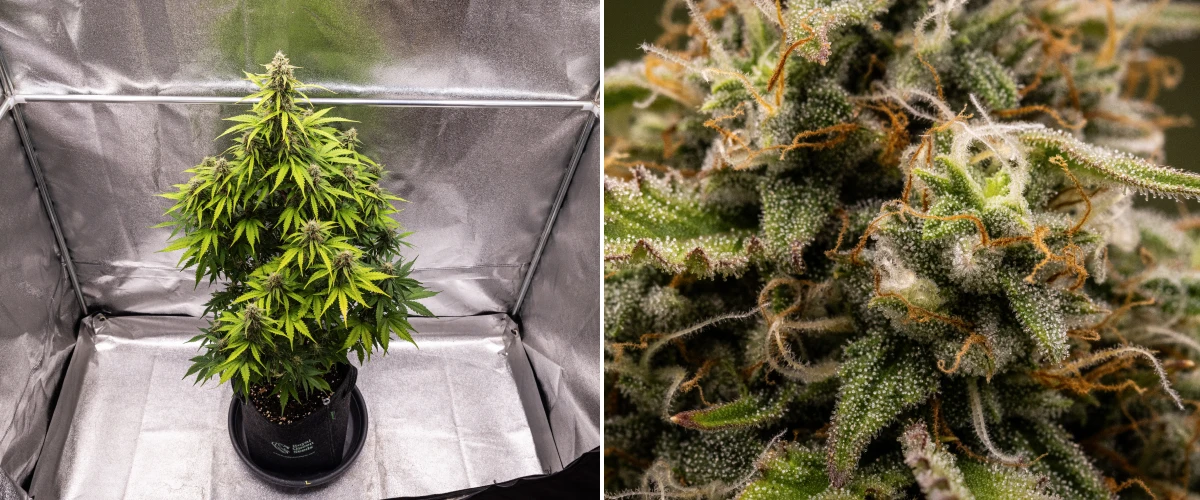Grow report Atlas F1: semana 8, flores prontas para a colheita Planta de canábis Atlas F1 a crescer num vaso de tecido durante a semana 8 do grow report, mostrando flores maduras e resinosas, cobertura densa de tricomas, pistilos laranja e floração pronta para a colheita.